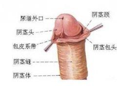 男性包皮系带过短图片是什么样的
